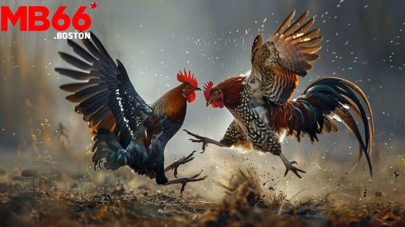 Đá Gà Cựa Sắt: Thể Loại Đá Gà Kịch Tính Tại Mb66 1 Giới thiệu về Đá Gà Cựa Sắt