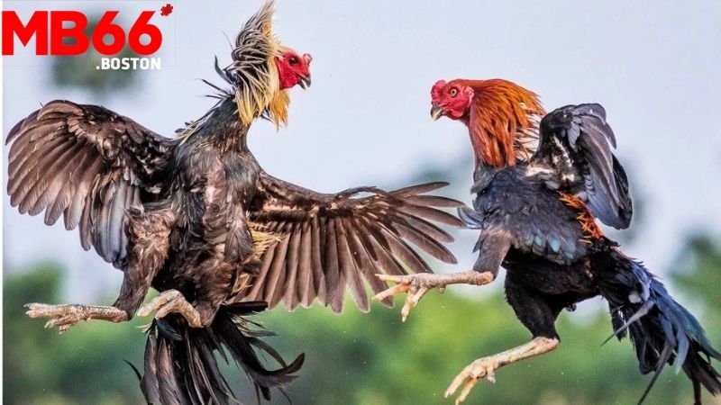 Đá Gà Cựa Sắt: Thể Loại Đá Gà Kịch Tính Tại Mb66 2 Đá Gà Cựa Sắt Tại Mb66