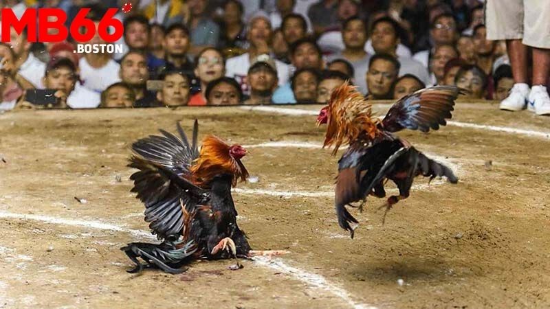 Ưu Điểm Khi Chọn Đá Gà MB66