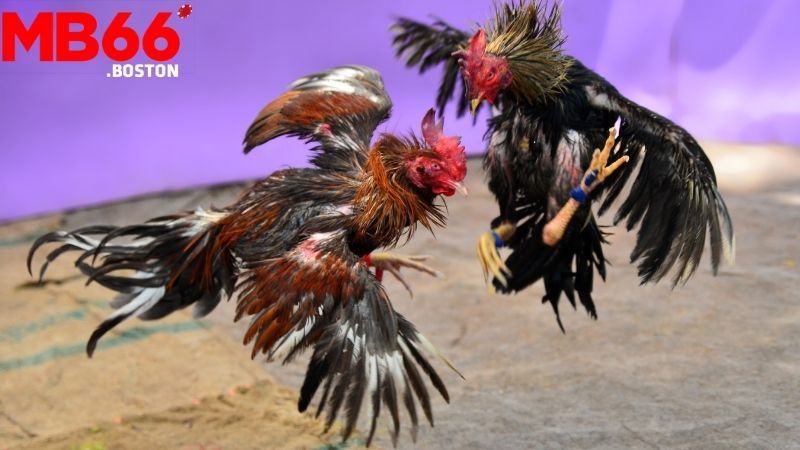 Đá Gà Thomo: Cập Nhật Kết Quả Cá Cược Đá Gà Trực Tuyến 2 Cập Nhật Kết Quả Đá Gà Thomo